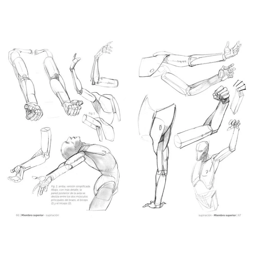 Anatomía artística 2: Cómo dibujar el cuerpo humano de forma esquemática - Image 5