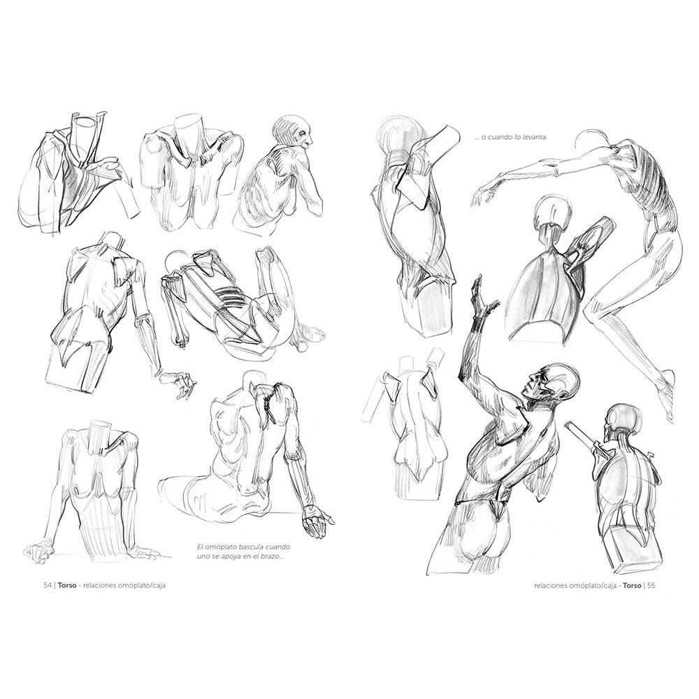 Anatomía artística 3: El esqueleto - Image 4