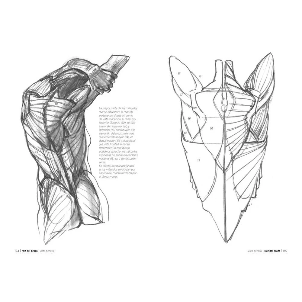 Anatomía artística - Image 4