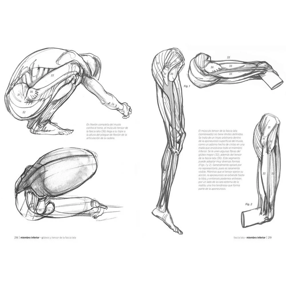 Anatomía artística - Image 5