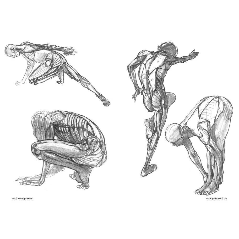 Anatomía artística - Image 6