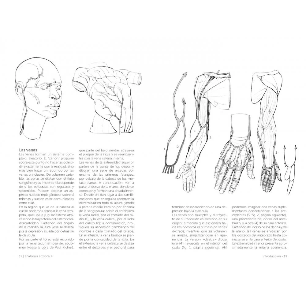Anatomía artística 7: Cuerpos musculados - Image 3