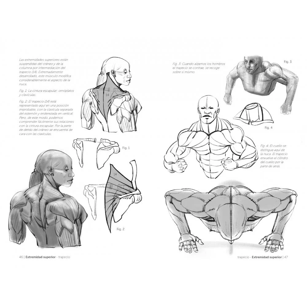 Anatomía artística 7: Cuerpos musculados - Image 4