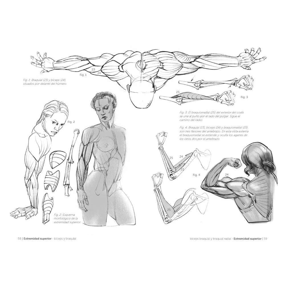 Anatomía artística 7: Cuerpos musculados - Image 5