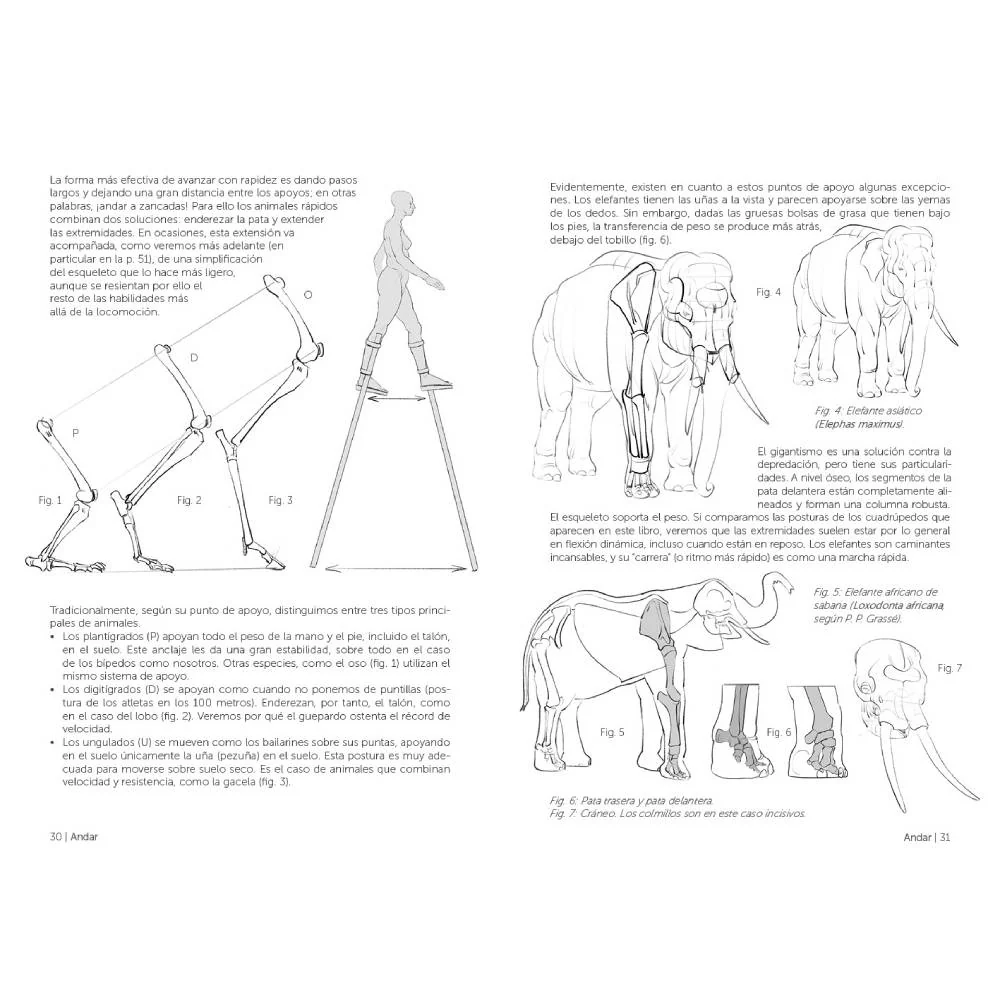 Anatomía artística 9, Mamíferos: morfología comparada - Image 3