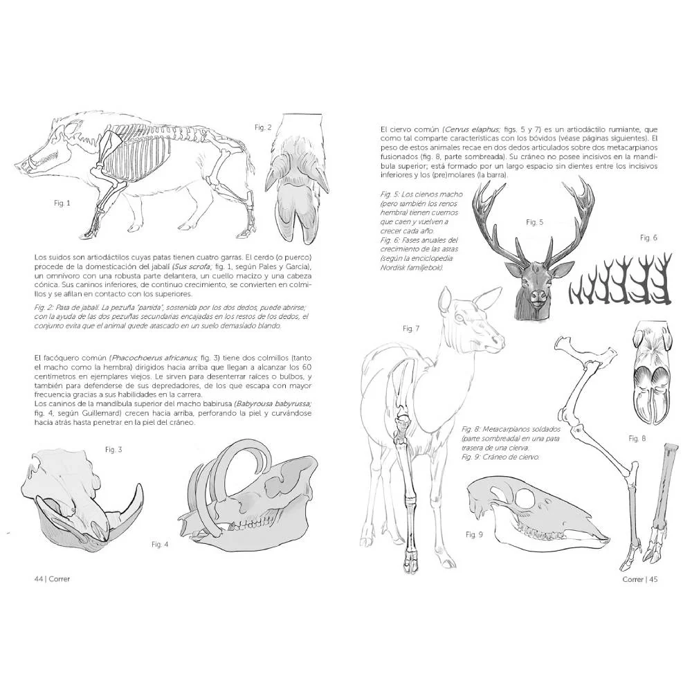 Anatomía artística 9, Mamíferos: morfología comparada - Image 4