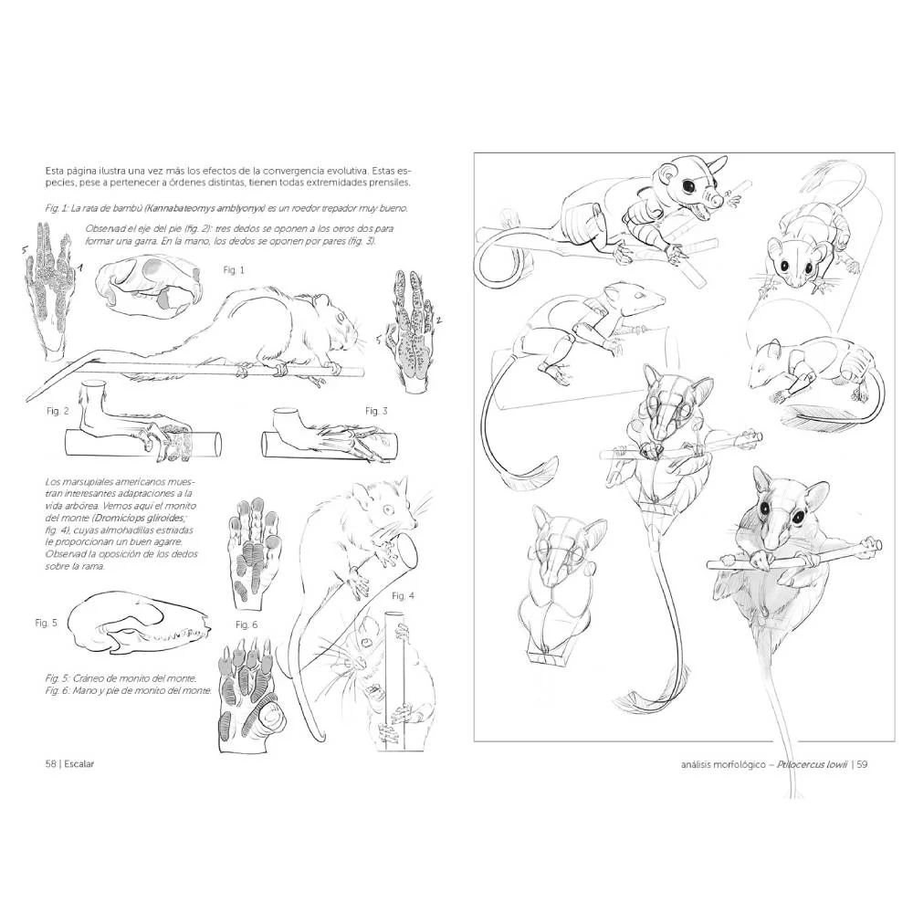 Anatomía artística 9, Mamíferos: morfología comparada - Image 5