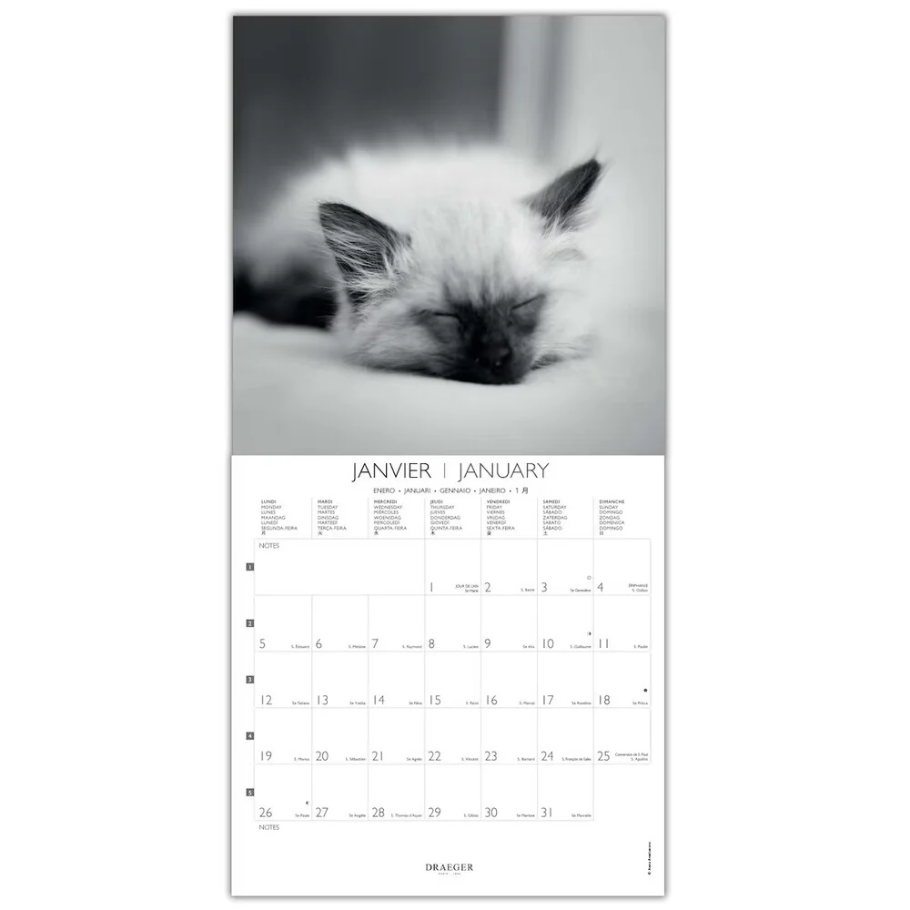 Calendario 2026 Grande Gatos Blanco & Negro Draeger - Image 2