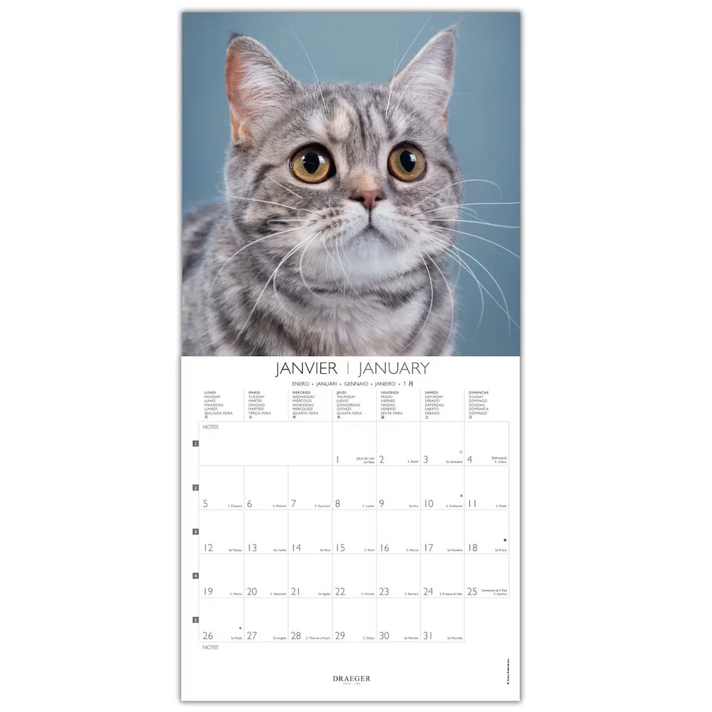 Calendario 2026 Grande Gatos Draeger - Image 2