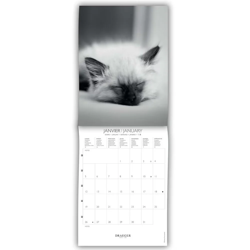 Calendario 2026 Pequeño Gatos Blanco & Negro Draeger - Image 2