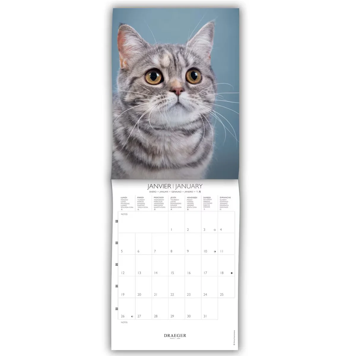 Calendario 2026 Pequeño Gatos Draeger - Image 2