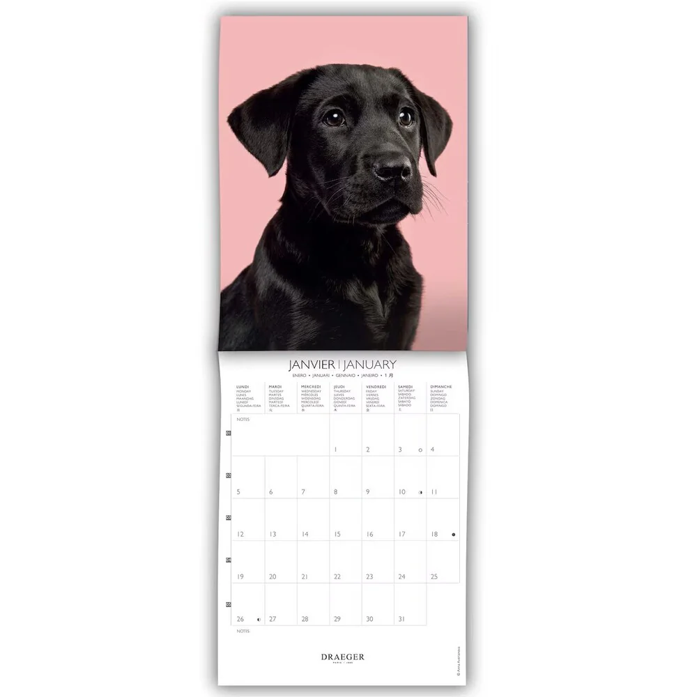 Calendario 2026 Pequeño Perros Draeger - Image 2