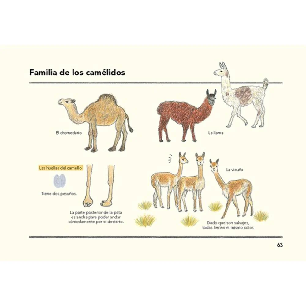 Cómo son los animales y cómo dibujarlos - Image 5